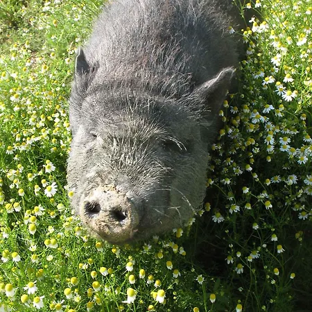 La Torretta Costalpino